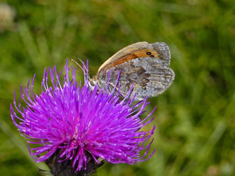 Erebia cassioides???